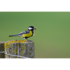 Great Tit Feeding Chicks