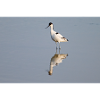 Avocet