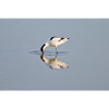 Avocets Hunting