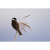 Bunting On Reeds