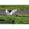 Oyster Catcher