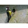 Great Tit Feeding Chicks