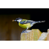 Great Tit with Spider