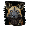 Wild Dogs Wild Dog