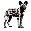 Wild Dogs Wild Dog
