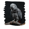 African grey parrots