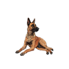 MALINOIS MAMA Dog Owner Belgian