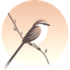 Little Bird on Branch