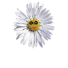 Pâquerette Souriante
