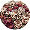 Chrysanthemum