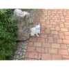 Katze Busch Mülltonne Stein