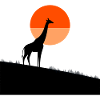 Giraffe at sunset