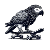 African grey parrot on skateboard