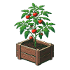 Tomato plant in pot