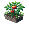 Tomato plant in pot