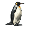 Penguin Kawaii Penguin Cute