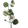 Grüner botanischer Y-Buchstabe