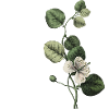 Letter X Green Botany