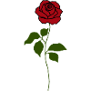Rose Red Green Stem