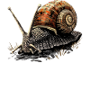 Snail Vineyard Snail Shell Snails