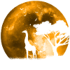 Giraffe in the moonlight