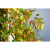 Hopfen