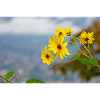 Blume 1