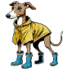 Whippet in raincoat