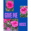 GIVE ME ROSES