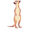 Suricate