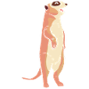 Suricate