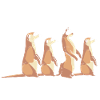 Meerkat