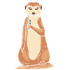 Suricate