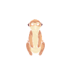 Meerkat