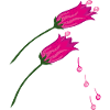 Bellflower Garden Summer