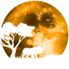 Lion In Moonlight