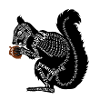 Eichhörnchen