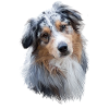 Australian Shepherd