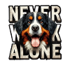 Bernese mountain dog