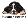 Bernese mountain dog