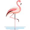 Flamingo in the water