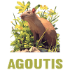 Agouti Agutis Aguti