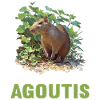 Agouti Agutis Aguti