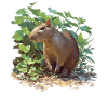 Agouti Agutis Aguti
