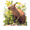 Agouti Agutis Aguti