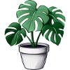 Monstera