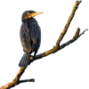 Cormorant