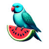 Indian Ring Neck Parrot Watermelon