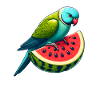 Indian Ring Neck Parrot Watermelon