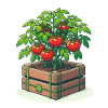 Tomato plant in tomato pot